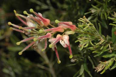 APII jpeg image of Grevillea 'Blush'  © contact APII