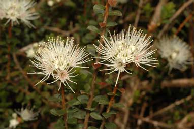 APII jpeg image of Kunzea pomifera  © contact APII