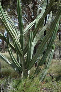 APII jpeg image of Echinopsis pachanoi  © contact APII