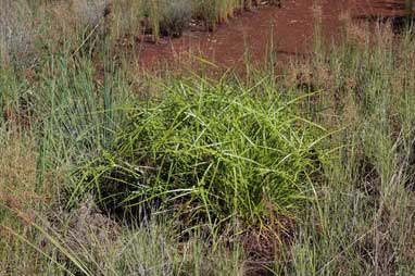 APII jpeg image of Cyperus eragrostis  © contact APII