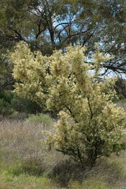 APII jpeg image of Acacia victoriae subsp. victoriae  © contact APII