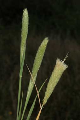 APII jpeg image of Phalaris paradoxa  © contact APII