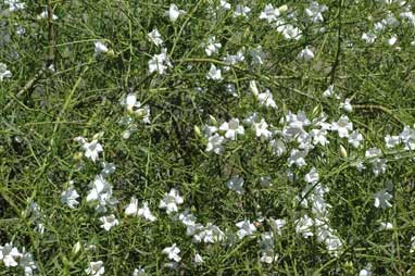 APII jpeg image of Eremophila polyclada  © contact APII