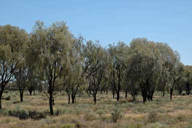 APII jpeg image of Acacia pendula  © contact APII