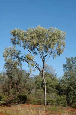 APII jpeg image of Flindersia maculosa  © contact APII