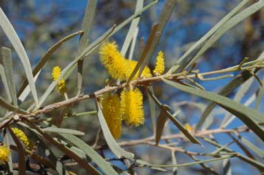 APII jpeg image of Acacia aneura  © contact APII