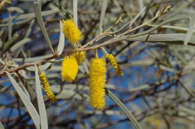 APII jpeg image of Acacia aneura  © contact APII