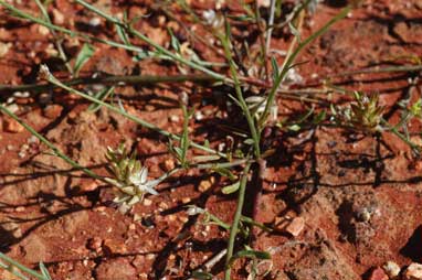 APII jpeg image of Ptilotus modestus  © contact APII