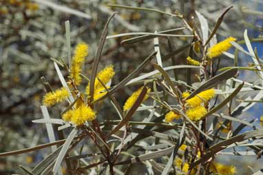 APII jpeg image of Acacia brachystachya  © contact APII