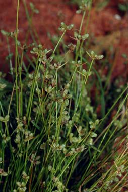 APII jpeg image of Isolepis australiensis  © contact APII