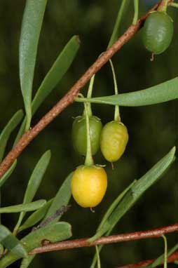 APII jpeg image of Eremophila deserti  © contact APII