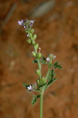 APII jpeg image of Verbena supina  © contact APII