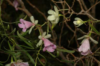 APII jpeg image of Eremophila sturtii  © contact APII