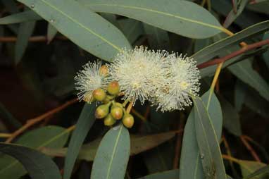 APII jpeg image of Eucalyptus camaldulensis  © contact APII