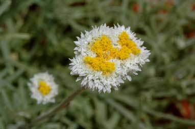 APII jpeg image of Polycalymma stuartii  © contact APII