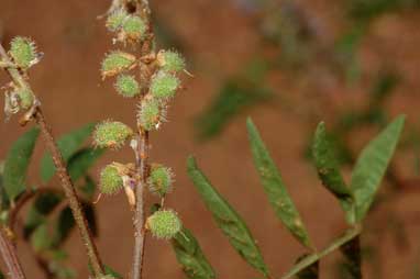 APII jpeg image of Glycyrrhiza acanthocarpa  © contact APII