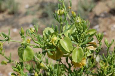 APII jpeg image of Zygophyllum aurantiacum subsp. aurantiacum  © contact APII