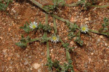 APII jpeg image of Mesembryanthemum nodiflorum  © contact APII