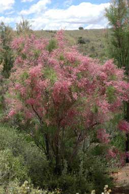 APII jpeg image of Tamarix ramosissima  © contact APII