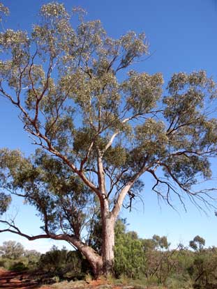 APII jpeg image of Eucalyptus populnea  © contact APII