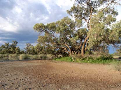 APII jpeg image of Eucalyptus largiflorens  © contact APII