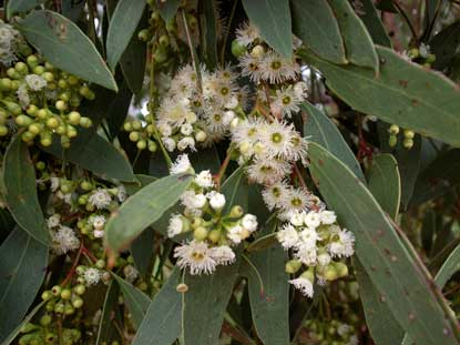 APII jpeg image of Eucalyptus populnea  © contact APII