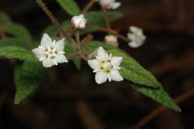 APII jpeg image of Commersonia rugosa  © contact APII