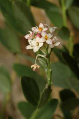 APII jpeg image of Pimelea spicata  © contact APII