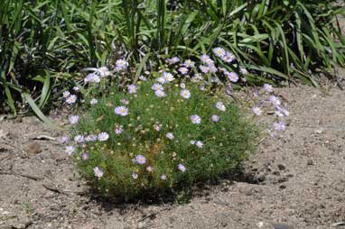 APII jpeg image of Brachyscome multifida 'Roulette'  © contact APII