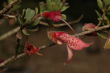 APII jpeg image of Eremophila purpurascens  © contact APII