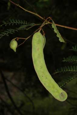 APII jpeg image of Acacia terminalis  © contact APII