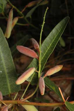 APII jpeg image of Hardenbergia violacea  © contact APII