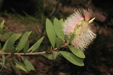 APII jpeg image of Callistemon citrinus 'Angela'  © contact APII