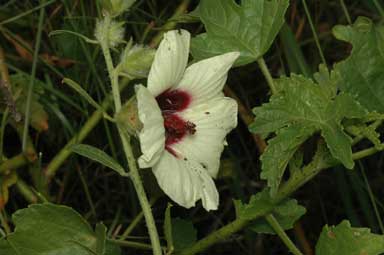 APII jpeg image of Hibiscus diversifolius subsp. diversifolius  © contact APII