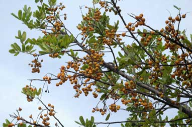 APII jpeg image of Cupaniopsis anacardioides  © contact APII