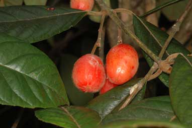 APII jpeg image of Aceratium ferrugineum  © contact APII