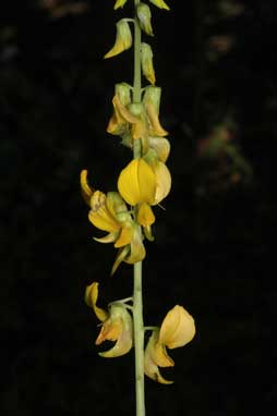 APII jpeg image of Crotalaria pallida var. obovata  © contact APII