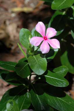 APII jpeg image of Catharanthus roseus  © contact APII