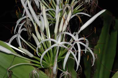 APII jpeg image of Crinum pedunculatum  © contact APII