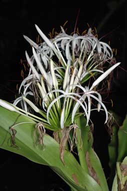 APII jpeg image of Crinum pedunculatum  © contact APII