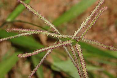 APII jpeg image of Paspalum paniculatum  © contact APII