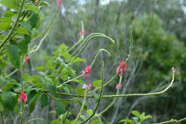 APII jpeg image of Stachytarpheta mutabilis  © contact APII