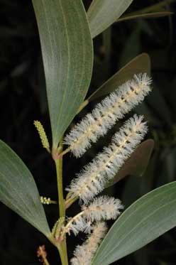 APII jpeg image of Acacia calyculata  © contact APII