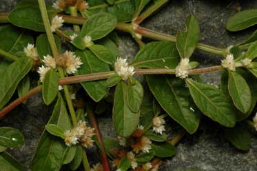 APII jpeg image of Alternanthera ficoidea  © contact APII