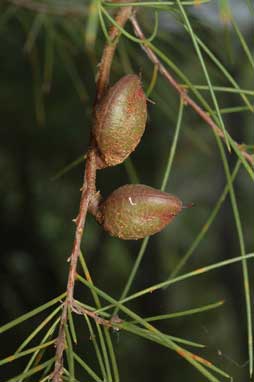 APII jpeg image of Hakea actites  © contact APII