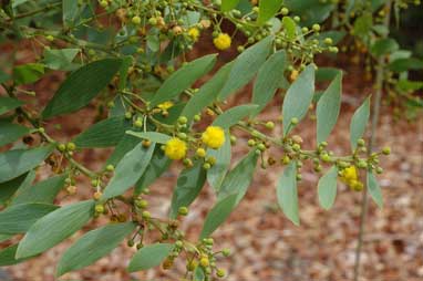 APII jpeg image of Acacia complanata  © contact APII