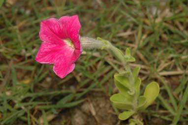 APII jpeg image of Petunia x hybrida  © contact APII