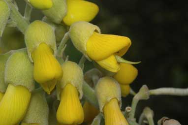 APII jpeg image of Sophora tomentosa subsp. australis  © contact APII