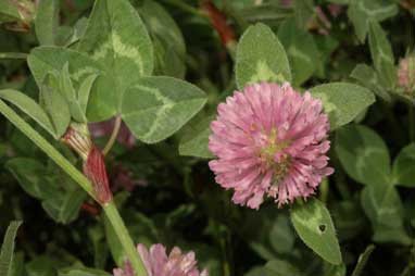 APII jpeg image of Trifolium pratense  © contact APII