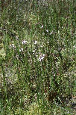 APII jpeg image of Epilobium billardiereanum subsp. hydrophilum  © contact APII